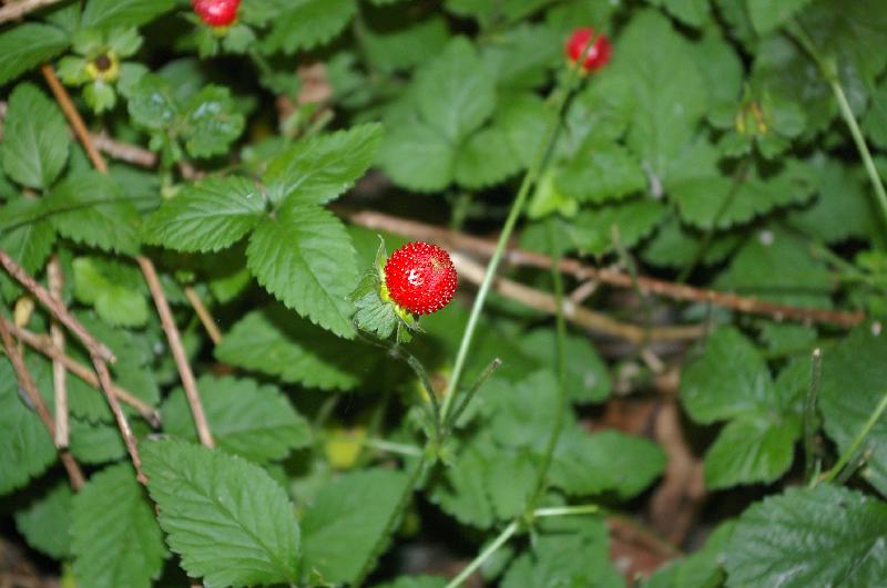 IMGP0023_fraise des indes.JPG